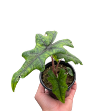 Load image into Gallery viewer, Alocasia &#39;Jacklyn&#39;