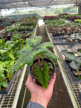Load image into Gallery viewer, Alocasia &#39;Jacklyn&#39;