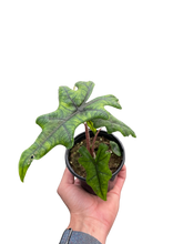 Load image into Gallery viewer, Alocasia &#39;Jacklyn&#39;