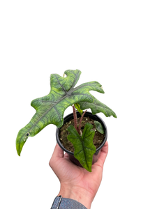 Alocasia 'Jacklyn'
