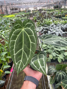 anthurium crystallinum dikenal juga dengan Anthurium Crystallinum