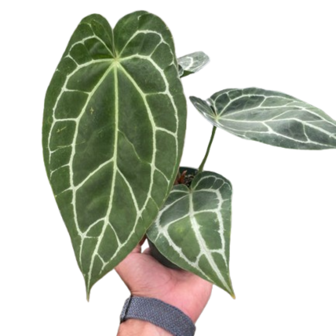 anthurium crystallinum dikenal juga dengan Anthurium Crystallinum