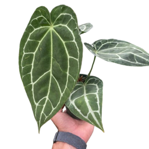 anthurium crystallinum light Anthurium Crystallinum – Mickey Hargitay Plants