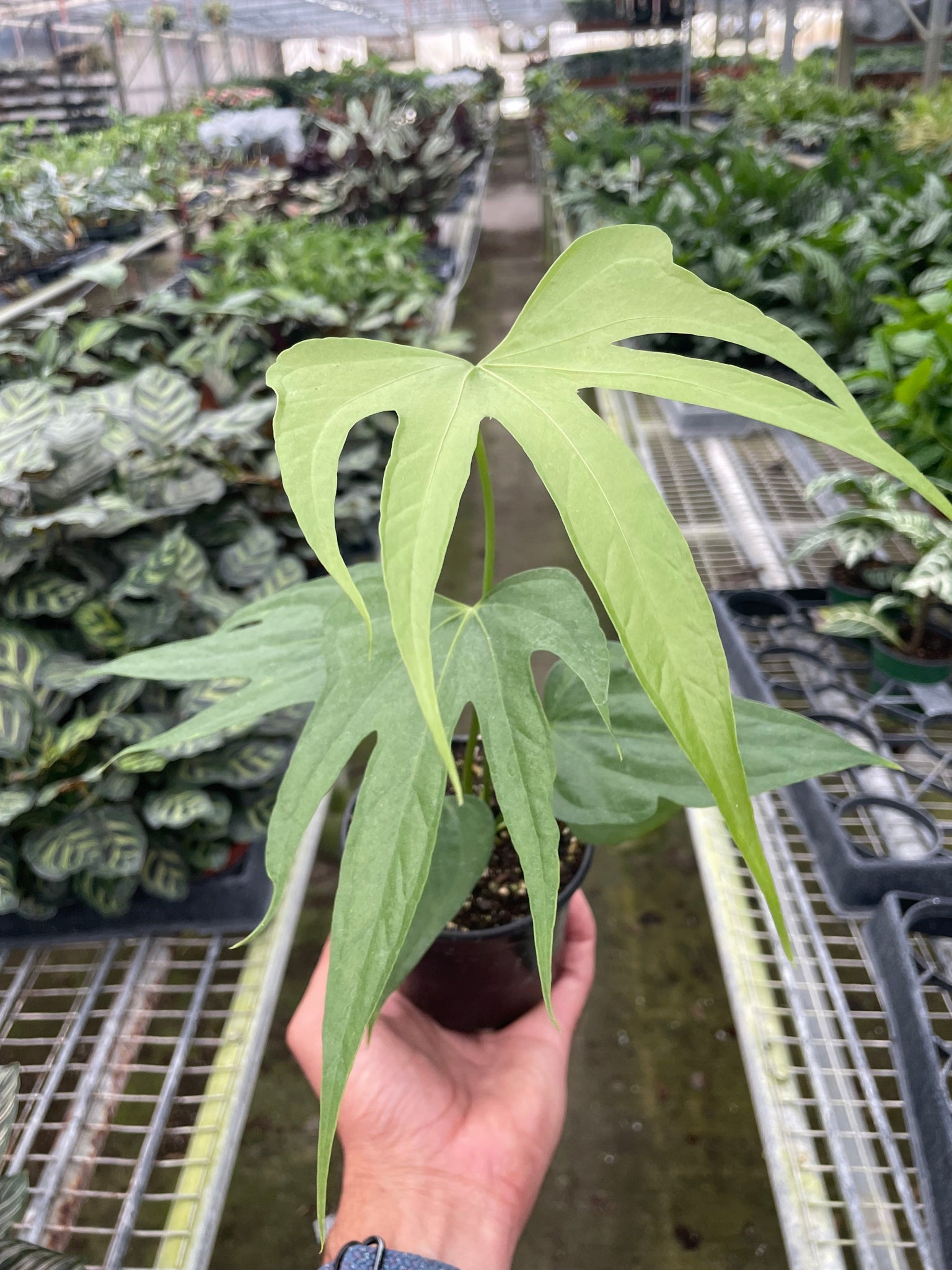 anthurium fingers for sale Anthurium Fingers