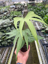 Load image into Gallery viewer, Anthurium Fingers
