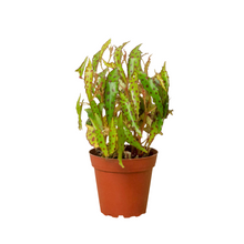 Load image into Gallery viewer, Begonia &#39;Pink Spotted&#39;