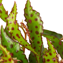 Load image into Gallery viewer, Begonia &#39;Pink Spotted&#39;