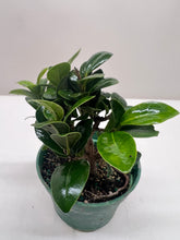 Load image into Gallery viewer, Bonsai Ficus Compacta