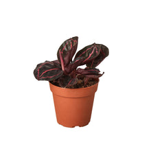 Load image into Gallery viewer, Calathea &#39;Dottie&#39;