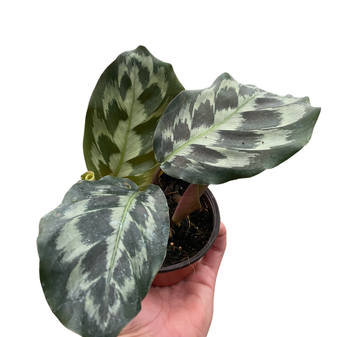 Calathea 'Kennedy' – Mickey Hargitay Plants