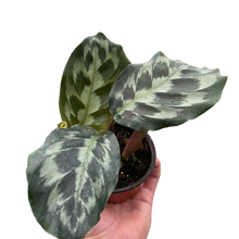 Load image into Gallery viewer, Calathea &#39;Kennedy&#39;