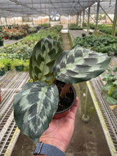 Load image into Gallery viewer, Calathea &#39;Kennedy&#39;