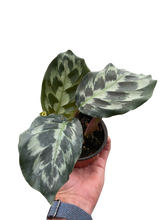 Load image into Gallery viewer, Calathea &#39;Kennedy&#39;