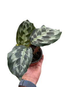 Calathea 'Kennedy'