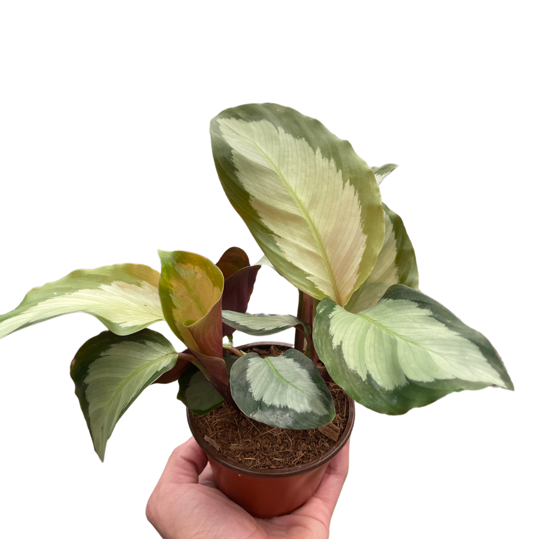 Calathea Picturata Mickey Hargitay Plants calathea-picturata-mickey-hargitay-plants