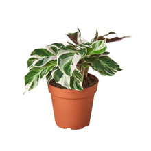 Load image into Gallery viewer, Calathea &#39;White Fusion&#39;