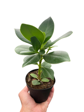 Load image into Gallery viewer, Clusia &#39;Princess&#39; (Autograph Plant)