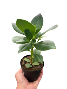 Clusia 'Princess' (Autograph Plant)