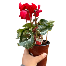 Load image into Gallery viewer, Cyclamen &#39;Red&#39;