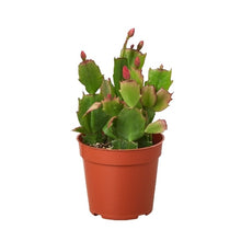 Load image into Gallery viewer, Zygocactus &#39;Christmas Cactus&#39;