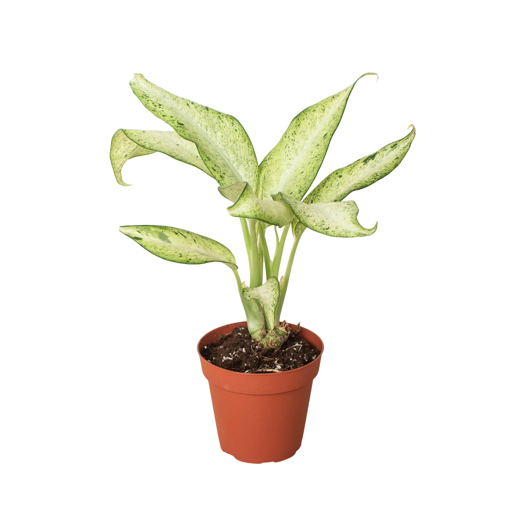 Dieffenbachia 'Camouflage' – Mickey Hargitay Plants