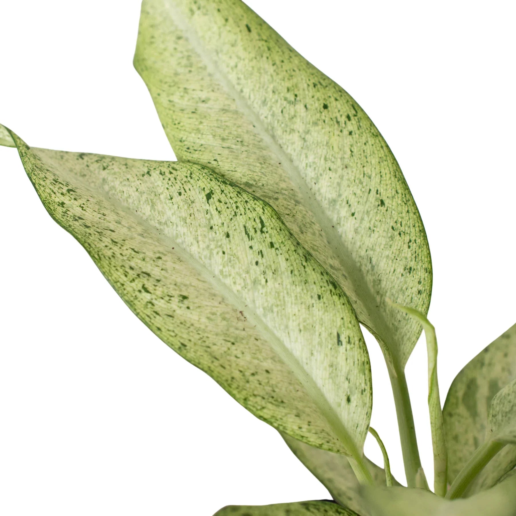 dieffenbachia camouflage plant Dieffenbachia 'Camouflage' – Mickey Hargitay Plants
