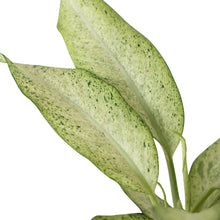 Load image into Gallery viewer, Dieffenbachia &#39;Camouflage&#39;