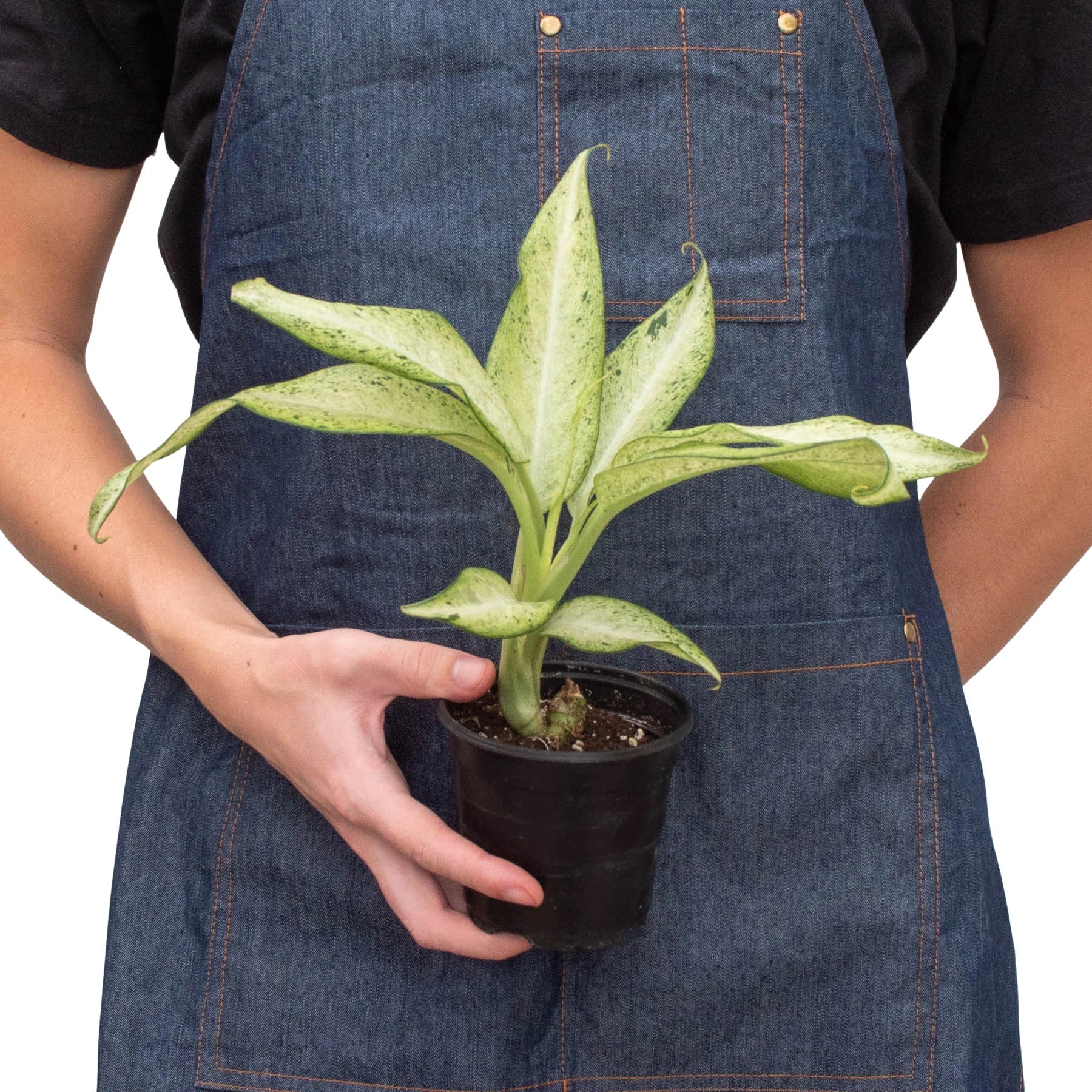 dieffenbachia camouflage name Dieffenbachia 'Camouflage' – Mickey Hargitay Plants
