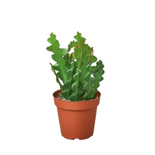 Load image into Gallery viewer, Epiphyllum &#39;Ric Rac&#39; Cactus