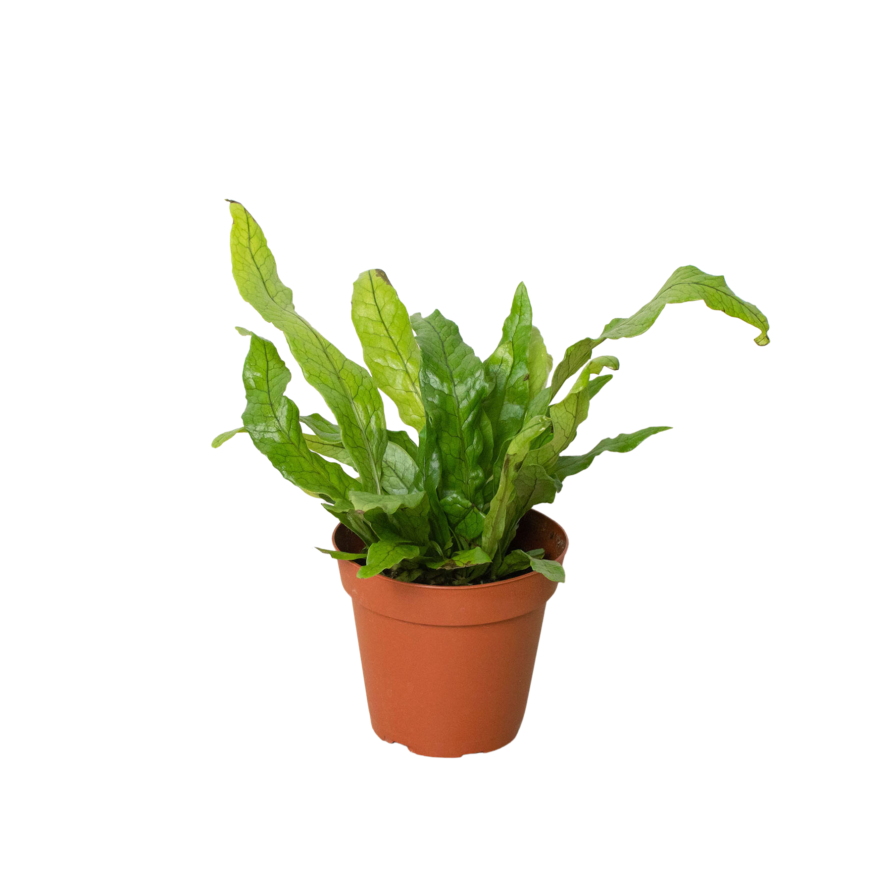 crocodile birds nest fern Fern 'Crocodile' – Mickey Hargitay Plants