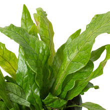 Load image into Gallery viewer, Fern &#39;Crocodile&#39;