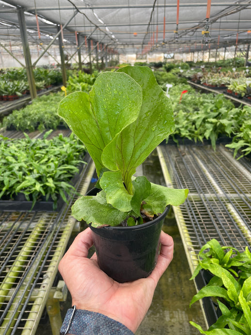 Fern 'Elephant'