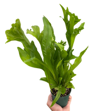 Load image into Gallery viewer, Fern &#39;Green Flame&#39;