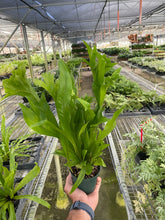 Load image into Gallery viewer, Fern &#39;Green Flame&#39;