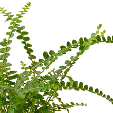 Load image into Gallery viewer, Fern &#39;Lemon Button&#39;