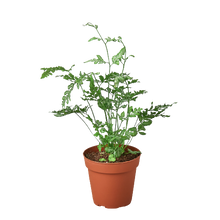 Load image into Gallery viewer, Fern &#39;Silver Lace&#39;