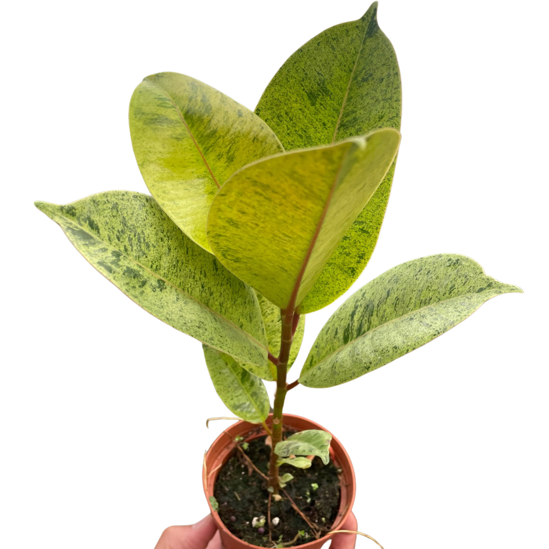 10p! Ficus Shivereana / Moonshine /Tropical