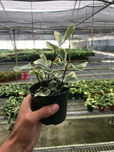 Load image into Gallery viewer, Ficus Elastica &#39;Triangularis&#39; Variegated
