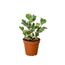Load image into Gallery viewer, Ficus Elastica &#39;Triangularis&#39; Variegated