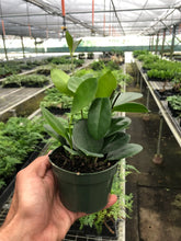Load image into Gallery viewer, Hoya &#39;Australis&#39;