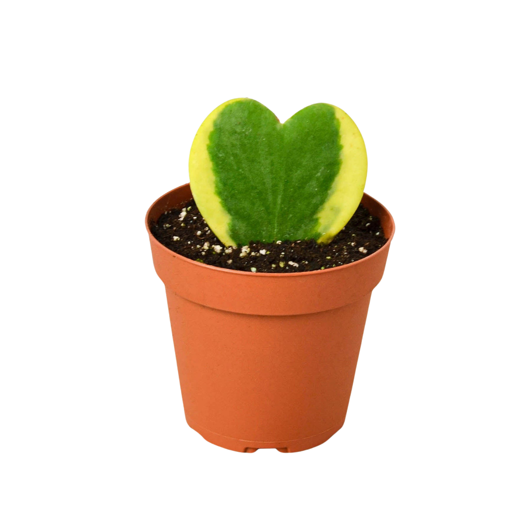 heart hoya succulent Hoya 'Sweetheart Variegated' – Mickey Hargitay Plants
