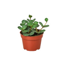 Load image into Gallery viewer, Peperomia &#39;Hope&#39;