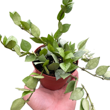 Load image into Gallery viewer, 📦 Hoya &#39;Krohniana Super Silver&#39;