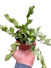 Load image into Gallery viewer, 📦 Hoya &#39;Krohniana Super Silver&#39;