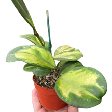 Load image into Gallery viewer, Hoya Obovata Reverse
