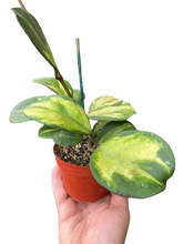 Load image into Gallery viewer, Hoya Obovata Reverse