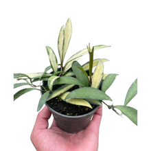 Load image into Gallery viewer, Hoya Wayetii Variegated