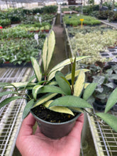 Load image into Gallery viewer, Hoya Wayetii Variegated