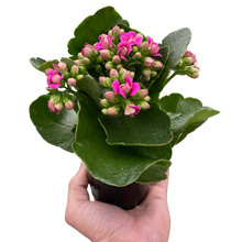 Load image into Gallery viewer, Kalanchoe