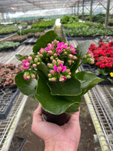 Load image into Gallery viewer, Kalanchoe